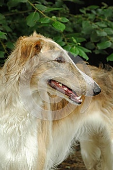 Borzoi