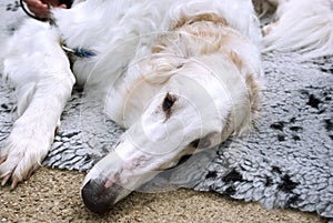 Borzoi