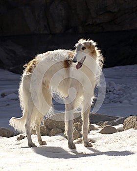 Borzoi