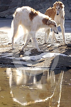 Borzoi