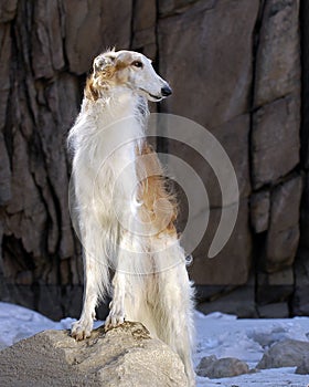 Borzoi