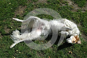 borzoi with all legs up