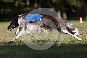 Borzoi coursing