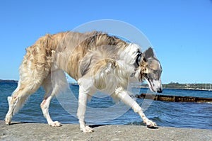 Borzoi dog balancing on a breakwater with a beautful coast landscape as background