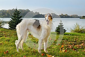 Borzoi dog