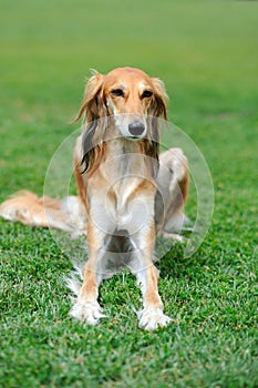 Borzoi dog in grass