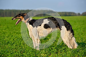 Borzoi dog on green grass
