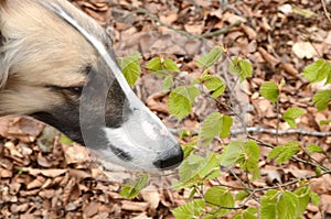 Borzoi dog sniffs to fresh burst beech leaves in a forest