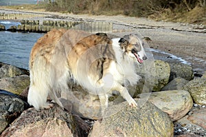 Borzoi dog stands on huge stones at a beach