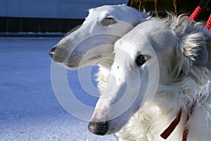 Borzoi dogs