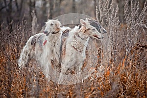 Borzoi dogs on hunting