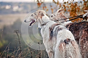 Borzoi dogs on hunting photo