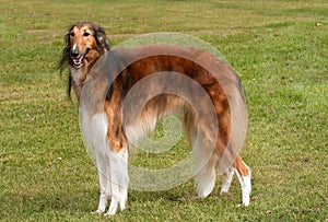 Borzoi, elegant hound, standing to attention