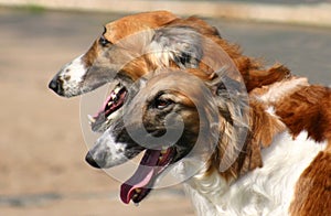 Borzoi face