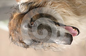 Borzoi face