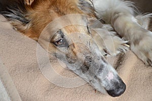 Borzoi face portrait