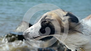 Borzoi face in wind