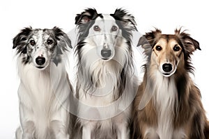 Borzoi Family Foursome Dogs Sitting On A White Background photo