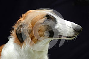 Borzoi hound dog portrait