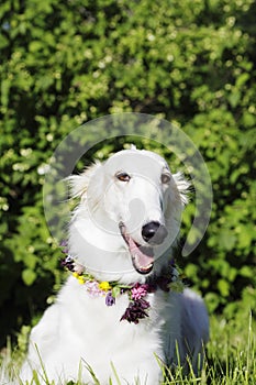 Borzoi hound at midsummer festivities