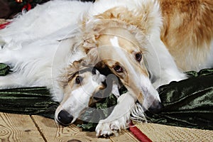 Borzoi hound portrait