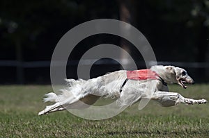 Borzoi lure coursing