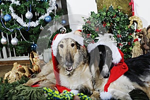 Borzoi puppies as father christmas