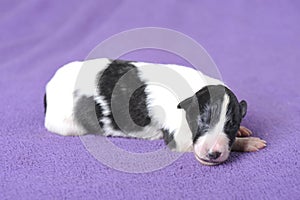 Borzoi puppy sleeping