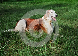 Borzoi resting