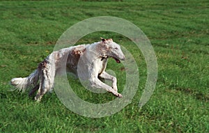 Borzoi running