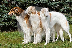 Borzoi Russian triad.