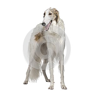 Borzoi - Russian Wolfhound (15 months)