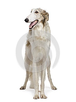 Borzoi - Russian Wolfhound (15 months) photo