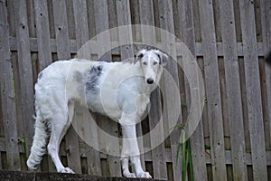 Borzoi Russian Wolfhound dog male in the yard.