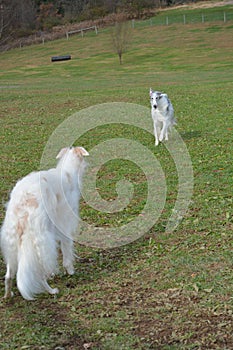 Borzoi Russian Wolfhound female at the gate.
