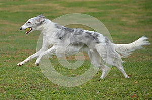 Borzoi Russian Wolfhound female playing fetch