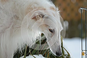 Borzoi Russian Wolfhound female in the snow.