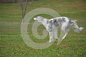 Borzoi Russian Wolfhound male in the field.