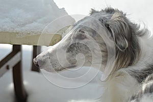 Borzoi Russian Wolfhound male in the snow.