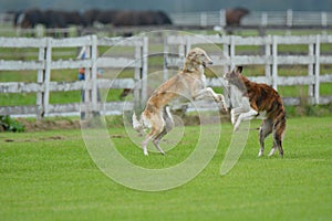 Borzoi Russian Wolfhound playing in the field