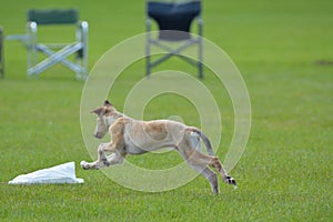 Borzoi Russian Wolfhound puppy running in the field.