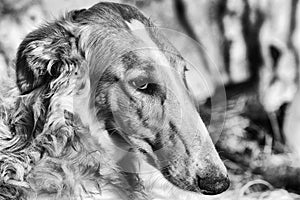 Borzoi sight-hound portrait