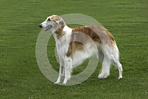 Borzoi standing in field