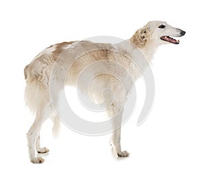 Borzoi in studio