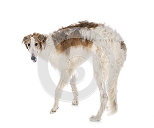 Borzoi in studio