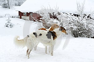 Borzois, Russian sight-hounds in snowy winter