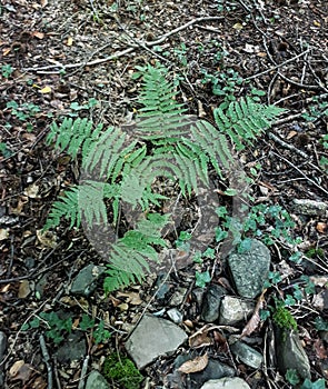 Five fern photo