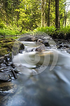 Bos beek, Forest brook