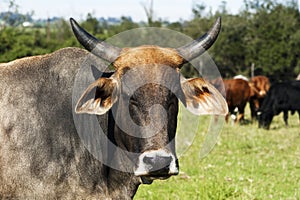 A bos indicus breed cow with horns