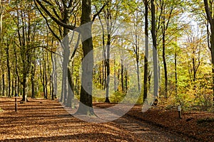 Bos met oude bomen tijdens herfst